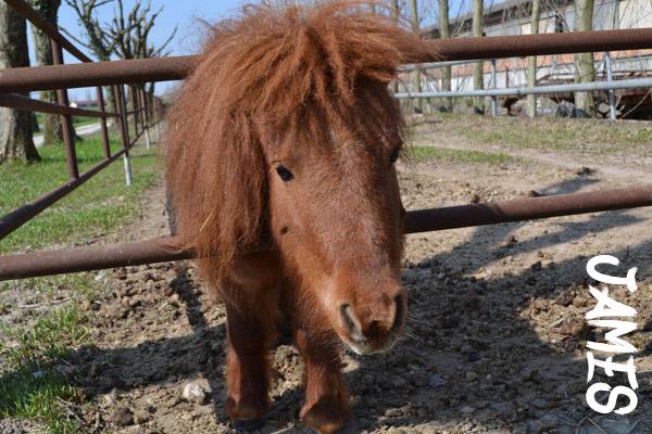 James, pony at the country farmhouse Otto Ducati d'Oro