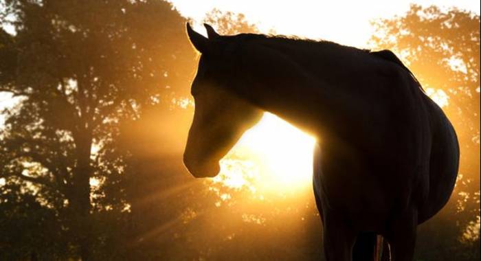 8 giorni dedicati alla festa del cavallo a Cerea