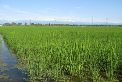 Hotel to visit the rice fields